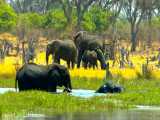 چهار ساعت ویدیو از زندگی فیل ها در حیات وحش آفریقا | (ریلکسیشن در طبیعت 190)