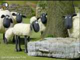 دانلود كارتون سريالي بامزه و خنده دار گوسفند ناقلا!