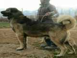 سفر به مهاباد و شرکت در مسابقات جنگ سگ... فوق العاده زیبا   مهر98