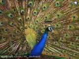 فیلم زیبا از طاووس|Zoo