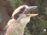 آواز خواندن جالب یک پرنده نوع نادر
