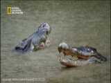 مبارزه دو تمساح برای تمساح ماده/Documentary/الوثائقية/مستند/شبکه AD NAT GEO