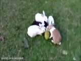12 rabbits Eating bread friuts