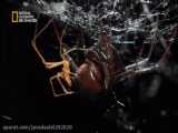 کشته شدن عنکبوت نر توسط عنکبوت ماده بعد از جفت گیری/Documentary/شبکه AD NAT GEO