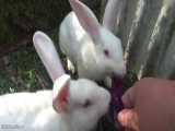 Rabbits having a Breakfast rabbits eating