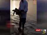 نجات لاک‌پشت کهنسال اسیر شده در زمین‌های زراعی