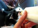نحوه شیر دادن به بچه گربه ناز