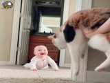 دالی گربه با بچه (دوبله بهنود)