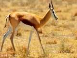 سه ساعت ویدیو از حیوانات وحشی در حیات وحش آفریقا | (ریلکسیشن در طبیعت 193)