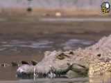 شیر سعی دارد از رودخانه تمساح ها عبور‌ کند - مستند حیات وحش