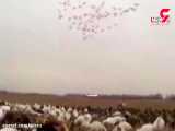 فیلمی ناباورانه از قتل پرندگان با شکار گروهی