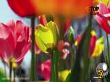 آهنگ فصل بهار عاشقانه با مناظر طبیعت دلنشین