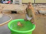 شنا کردن میمون های بازیگوش