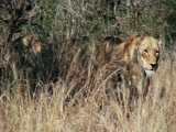 صحنه های بسیار جالب و دیدنی از خانواده شیر های آفریقایی