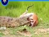 تمساح وقتی فهمید شکارش حاملس نخوردش