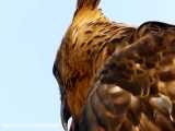 صحنه های بسیار جالب و دیدنی از حمله عقاب تیز پرواز به سایر پرندگان آسمان