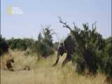 خورده شدن بچه فیل توسط کفتارها در مقابل مادرش/Documentary/شبکه AD Nat Geo