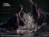 تصاویری زیبا از اسب های آبی/Documentary/الوثائقية/شبکه AD Nat Geo