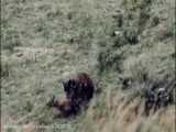 شکار آهو توسط خرس گرسنه/Documentary/الوثائقية/مستند