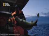 تصاویری از ماهیگیران نروژی/Documentary/الوثائقية/مستند/شبکه AD Nat Geo
