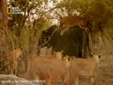 شکار فیل توسط شیر ها/Documentary/الوثائقية/مستند/شبکه AD Nat Geo