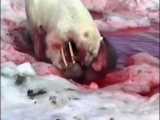خرس قطبی ، بزرگترین گوشتخوار زمین/Documentary/الوثائقية/شبکه AD Nat Geo