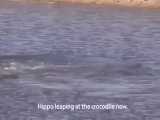 مستند حیوانات نجات آهو توسط اسب دریایی