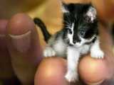 بچه گربه بامزه و کوچولو / کلیپ حیوانات خانگی