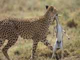 حیات وحش، حمله یوزپلنگ برای شکار/غزال در چنگال چیتا