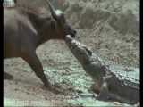 حمله تمساح نیل به گاومیش/Documentary/الوثائقية/مستند