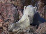 شکار گراز دریایی توسط خرس قطبی/Documentary/الوثائقية/ مستند