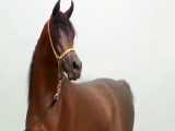 اسب های زیبای نژاد عرب