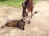 صحنه ای بسیار زیبا و جالب از بازی کردن کانگورو با گربه