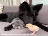 سگ بانمک چه دوستای نازنازیی پیدا کرده اخهههه