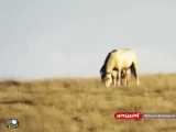 حمله ناموفق پلنگ به کره اسب تازه متولد شده