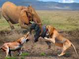 حیات وحش، حمله شیر برای شکار بزرگ/فیل و گورخر مقابل شیر