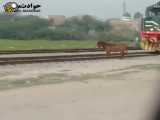 تصادف وحشت ناک قطار با الاغ  نابود شد