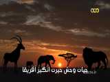 حیات وحش هفریقا