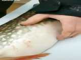 جنین ماهی در شکم ماهی بعد از شکار ماهی