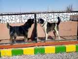 سگ آلابای روس | داگزکو