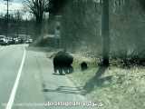 خرس بچه هایش را از خیابان عبور می دهد