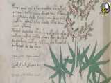 دست نوشته های ووینیچ اسرارآمیزترین کتاب جهان