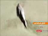 مرگ عجیب هزاران گربه ماهی در ساحل جاسک