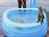 بازی میمون در استخر شنا