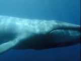 نهنگ آبی_بزرگترین موجود دنیا!