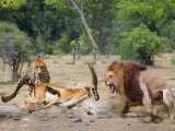 حیات وحش، حمله شیر به یوزپلنگ/شکار دزدی شیرها از چیتا