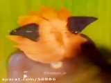 گــربــه ســـیــاه