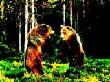 نبرد خرس های وحشی وسط جنگل