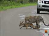 شکار ایمپالای کودک توسط یوزپلنگ