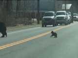 خرس مادر جلوگیری از عبور و مرور را متوقف می‌کند تا بتوانند از جاده بگذرند